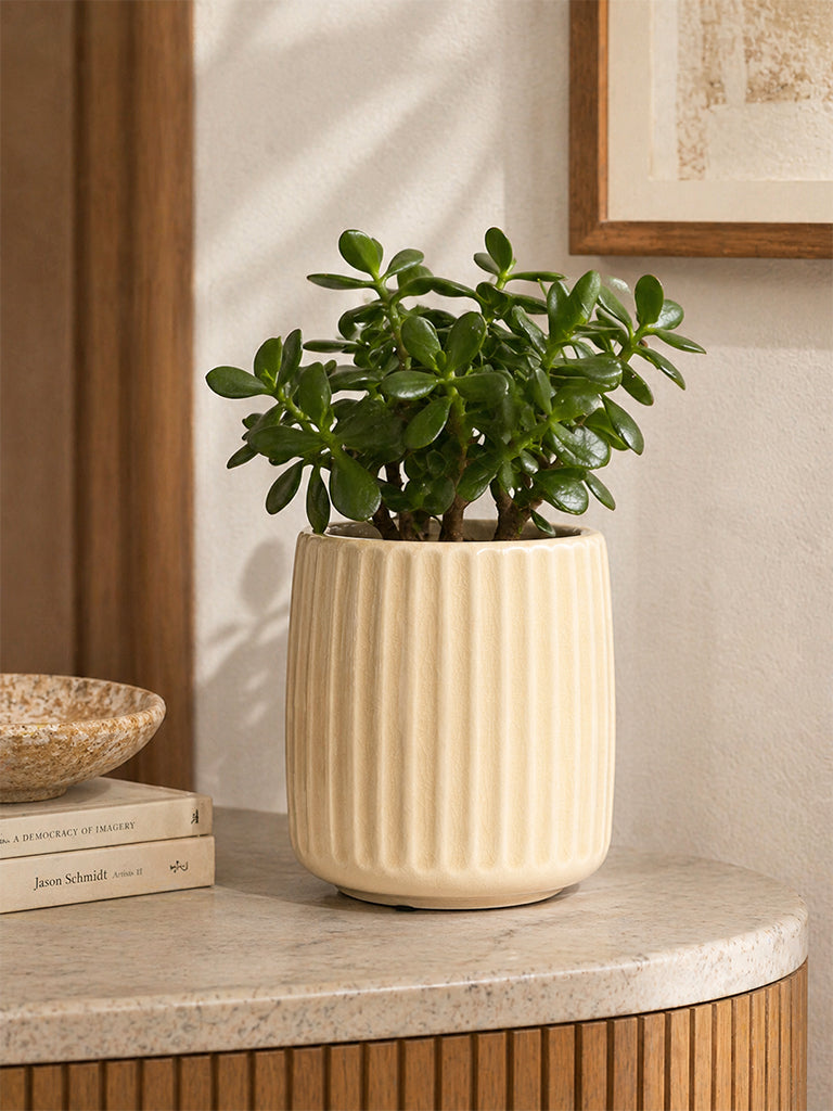 off white plant pot Buy Westside Home Off White Striped Ceramic Planter from Westside